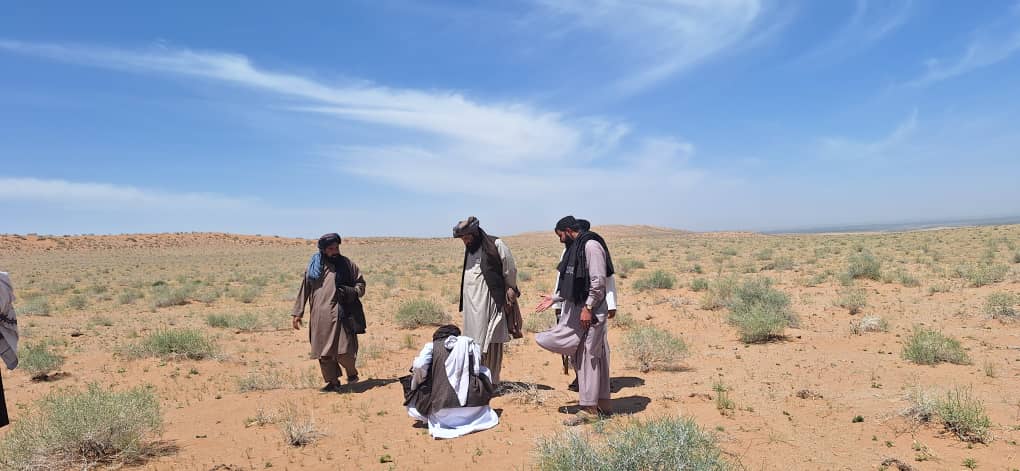 دهلمند په ریګستان  کې ۴۰ زره نیالګي روزل کېږي