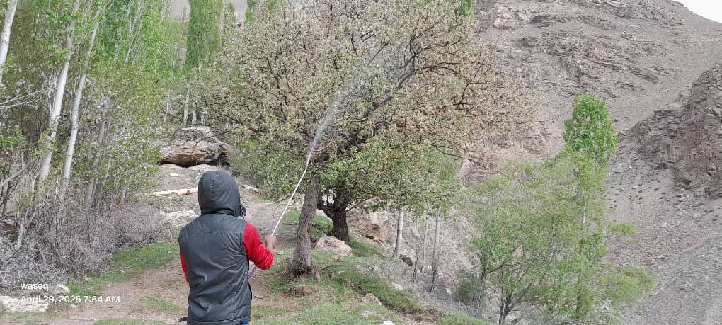 ادویه‌پاشی برای کنترول آفات نباتی در شغنان بدخشان انجام شد