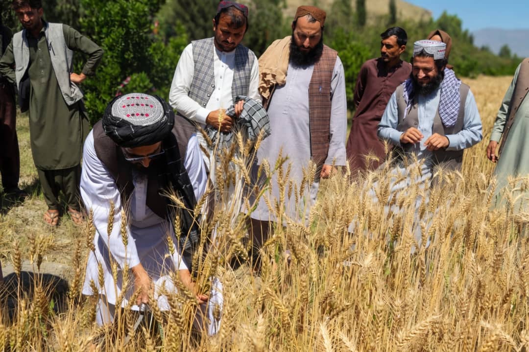 د ننګرهار وادي شرکت په فارمونو کې د غنمو د لو بهیر پیل شو