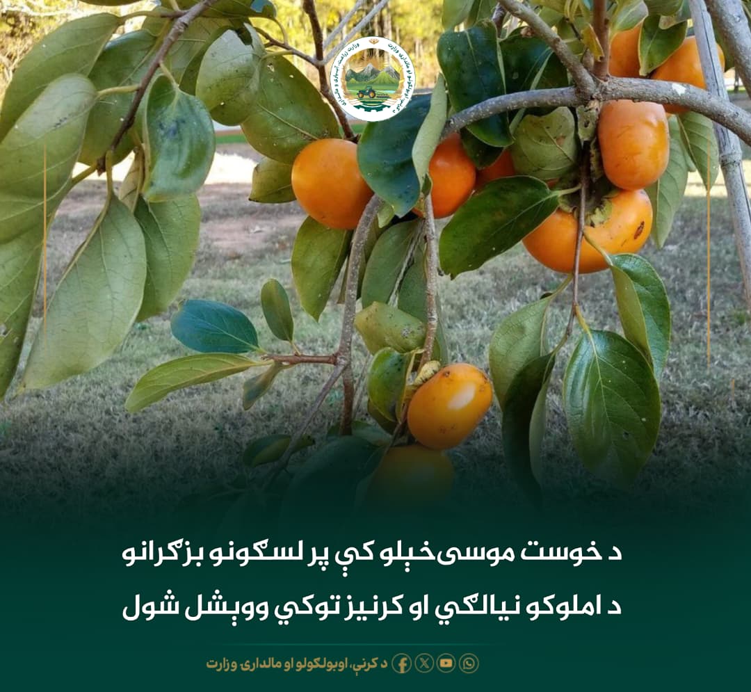 د ورځ مهمی خبری
