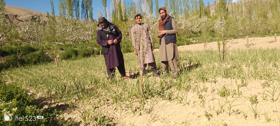د میدان وردګو دایمیرداد ولسوالی کې یوشمېر بزګران وروزل شول