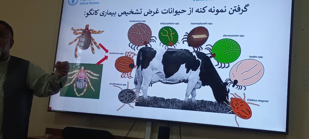 آغاز کمپاین مبارزه با بیماری تب خون‌دهنده کانگو در کاپیسا