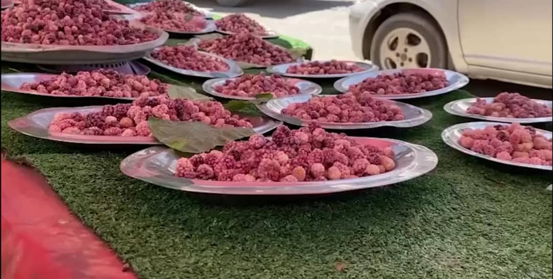 کندهار کي د توتو حاصلاتو ګڼو کسانو ته د کار زمینه برابره کړې