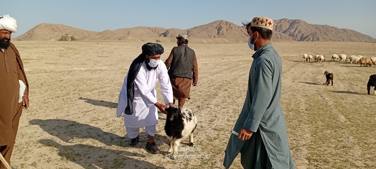 کندهار کې ۱۲۸ زره لوی او کوچني څاروي د پرازیټونو پر ضد درمل شول