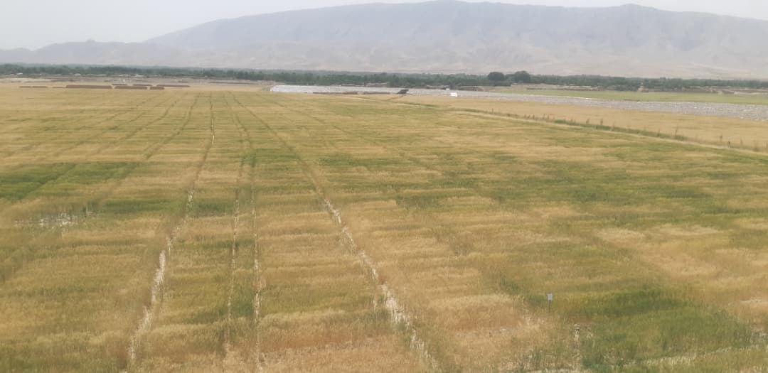 برگزاری روز مزرعه در فارم للمی ولسوالی بهارک تخار