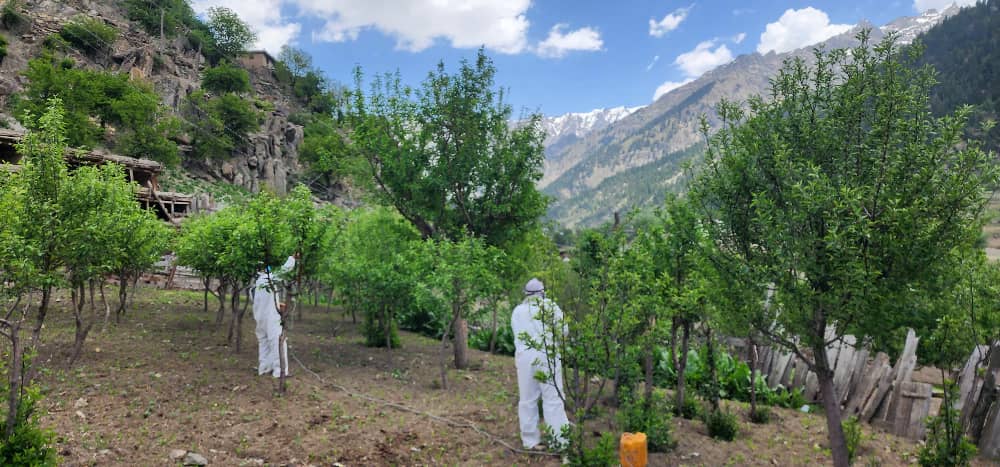 برنامه ۳۰ روزه کنترول کیمیاوی آفات نباتی در دو ولسوالی نورستان آغاز شد