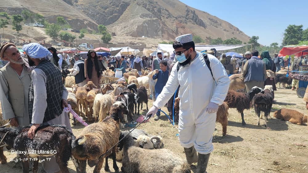 ریاست زراعت، آبیاری و مالداری ولایت بغلان کمپاین ادویه‌پاشی مبارزه علیه بیماری تب خون‌دهنده کانگو را در مال‌بازار شهر پلخمری آغاز کرد.