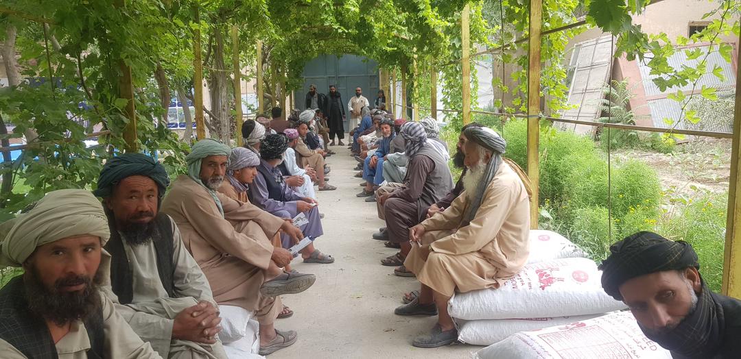 توزیع خوراکه متراکم حیوانی  برای مالداران در ولسوالی بلخ