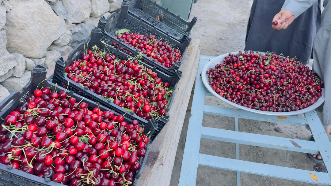 برداشت ۱۳۰ تُن گیلاس از باغ‌های پنجشیر؛ ۲۰ تُن دیگر در آستانه صادرات به کشورهای منطقه