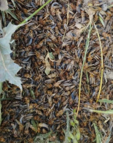 پاک‌سازی ۵۷۰ هکتار زمین از آفت ملخ در ولسوالی بالامرغاب بادغیس