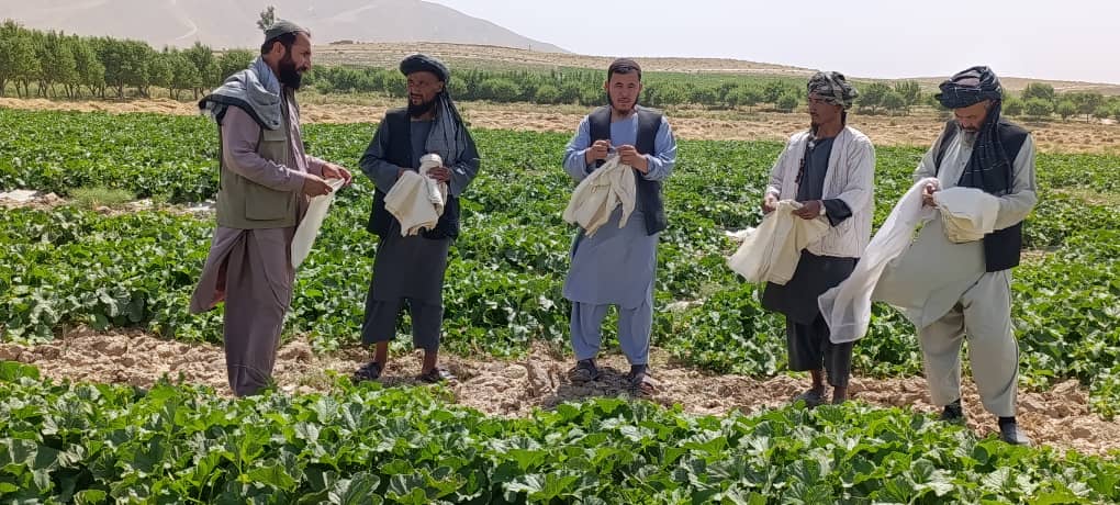 توزیع ۱۰ هزار خریطه کنترول مگس خربوزه برای دهاقین ولسوالی حضرت سلطان سمنگان