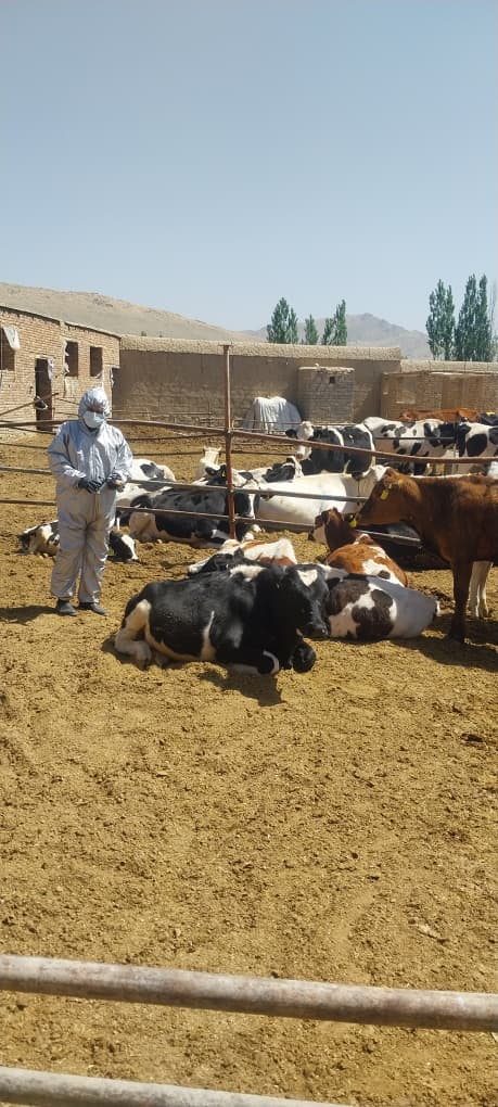ریاست زراعت، آبیاری و مالداری ولایت میدان وردک از آغاز کمپاین واکسین بیماری بروسلوز حیوانی در نشخوارکنندگان بزرگ و کوچک در این ولایت خبر داد.