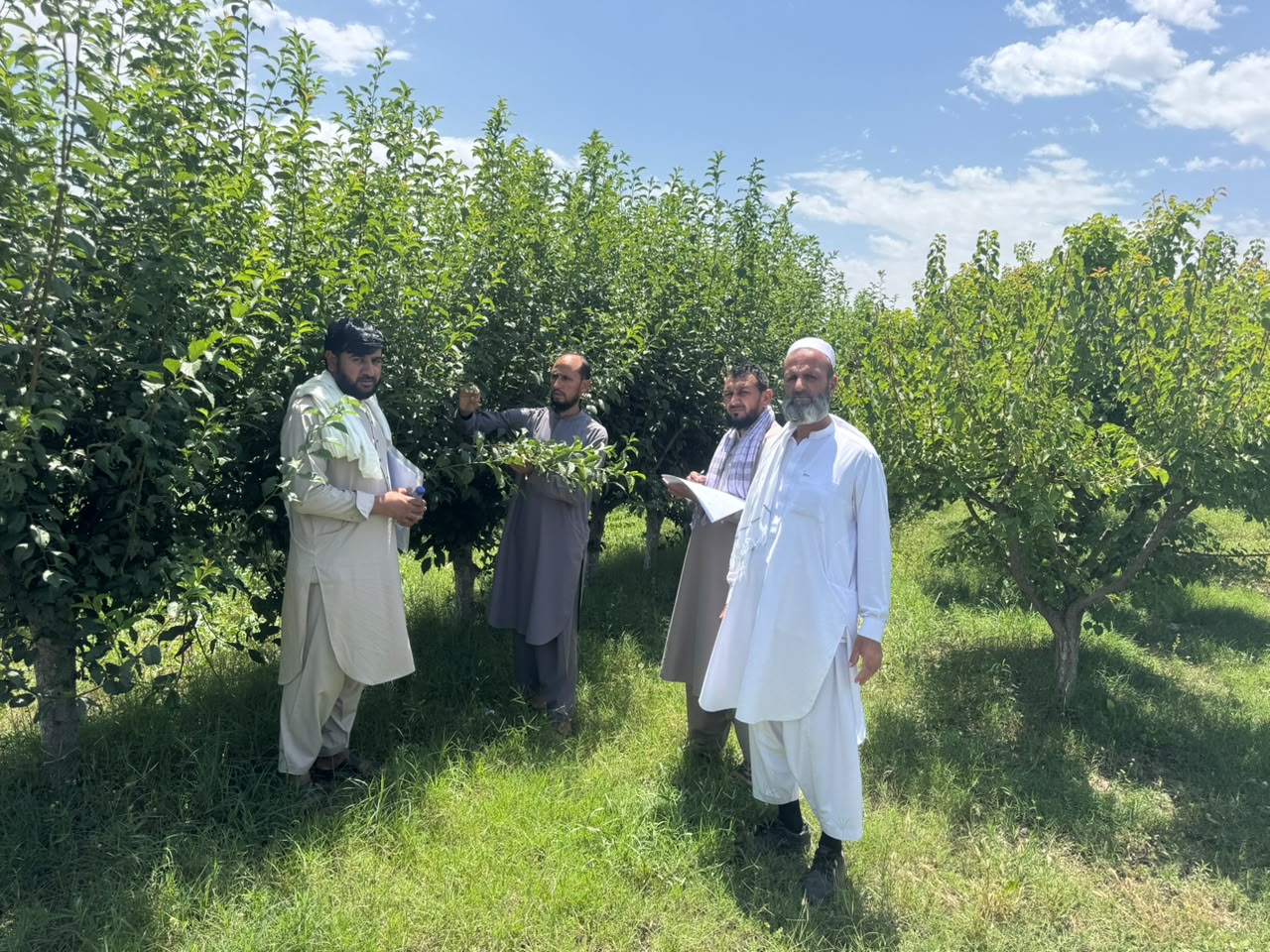 ختیځ زون کې په مېوه لرونکو ونو نږدې یو میلیونه زخي تثبیت او براورد شوي