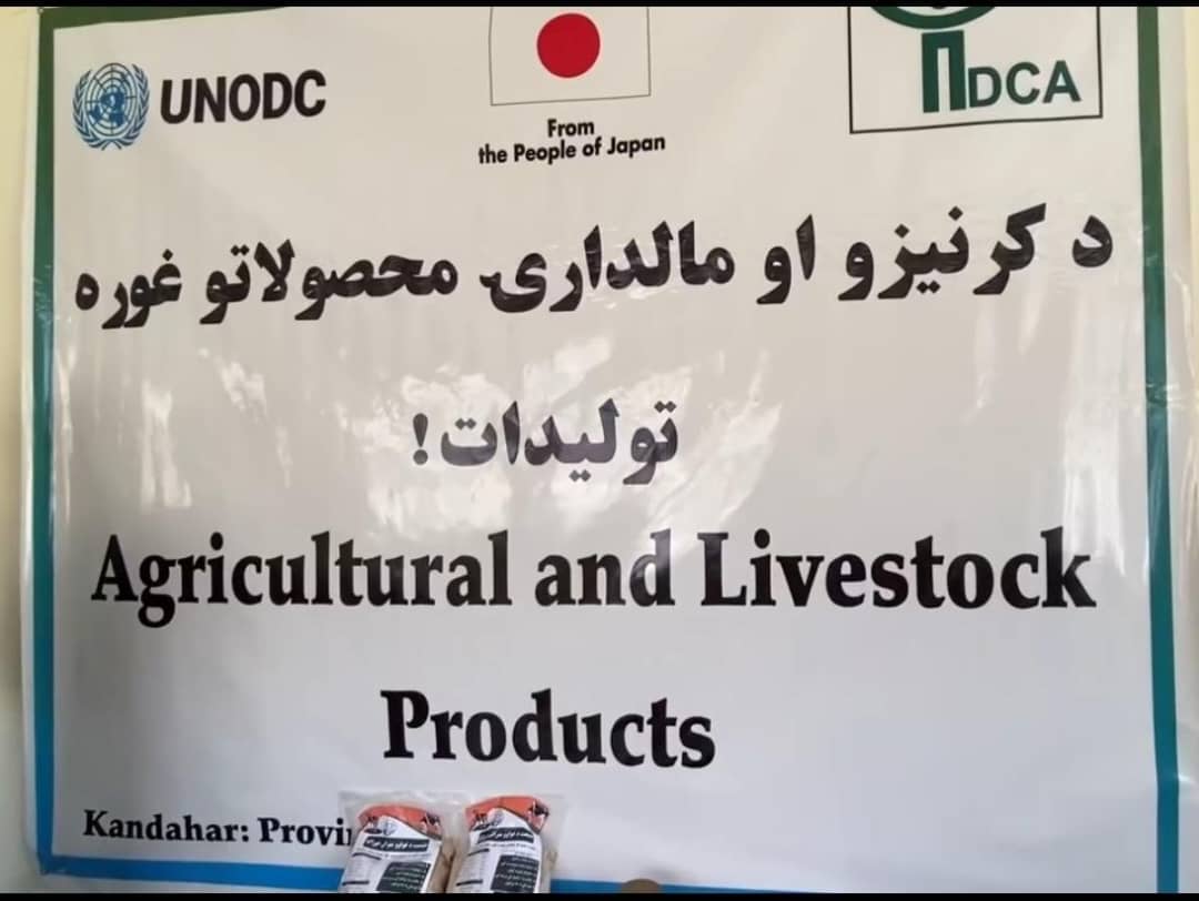 کندهار کې د بزګر او مالدار ورځې په مناسبت ځانګړي پروګرامونه ترسره شول؛ د ۱.۳ میلیونه ډالرو پراختیایي پروژې لاسته راوړنې شریکې شوې