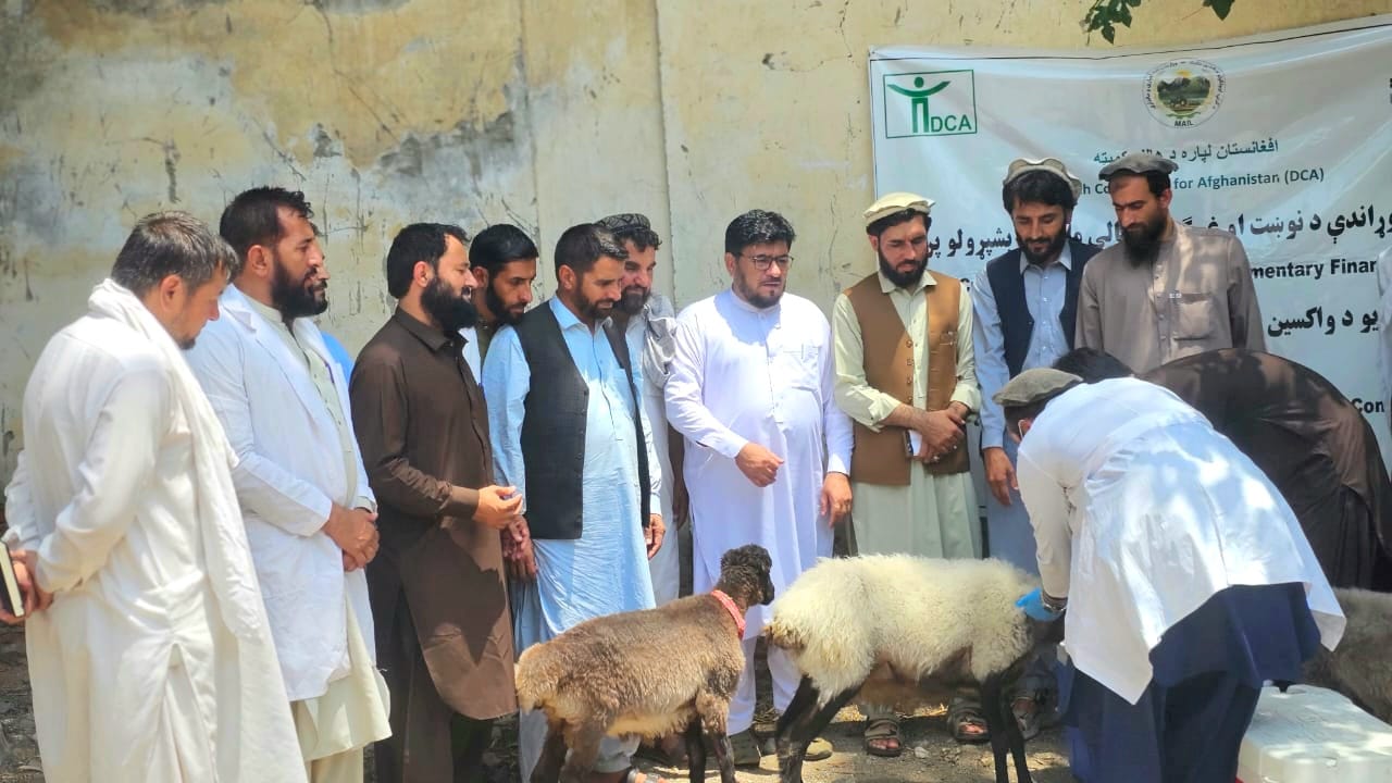 کونړ ولایت کې د انټیروټوکسیمیا واکسین د تطبیق پروګرام پیل شوو