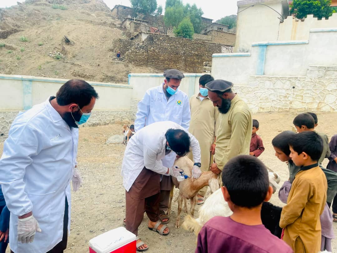 کونړ کې د طاعون ناروغۍ پر وړاندې د واکسین کمپاین پیل شو