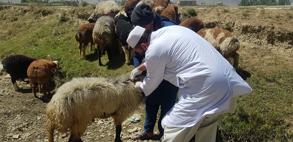 پکتیا کې د بروسلوز ناروغۍ د مخنیوي لپاره د خصوصي وټرنر ډاکترانو روزنیز پروګرام پیل شو؛ څه باندې ۱۰۰ زره څاروي واکسنېږي