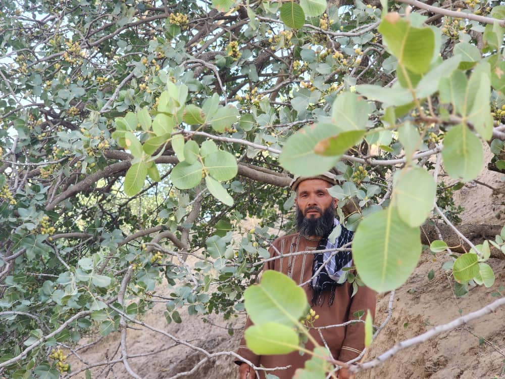 وضعیت جنگلات پسته ولسوالی شهر بزرگ بدخشان ارزیابی شد