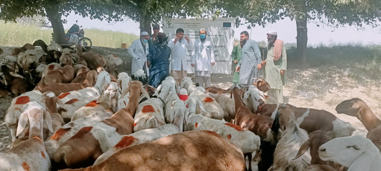 ننګرهار کې زرګونو کوچنیو څارویو ته د چیچک واکسین کمپاین پیل شو