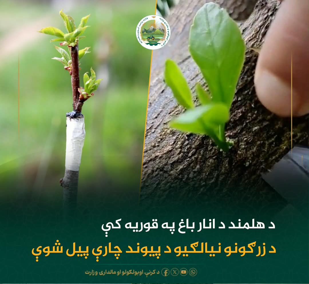 د ورځ مهمی خبری