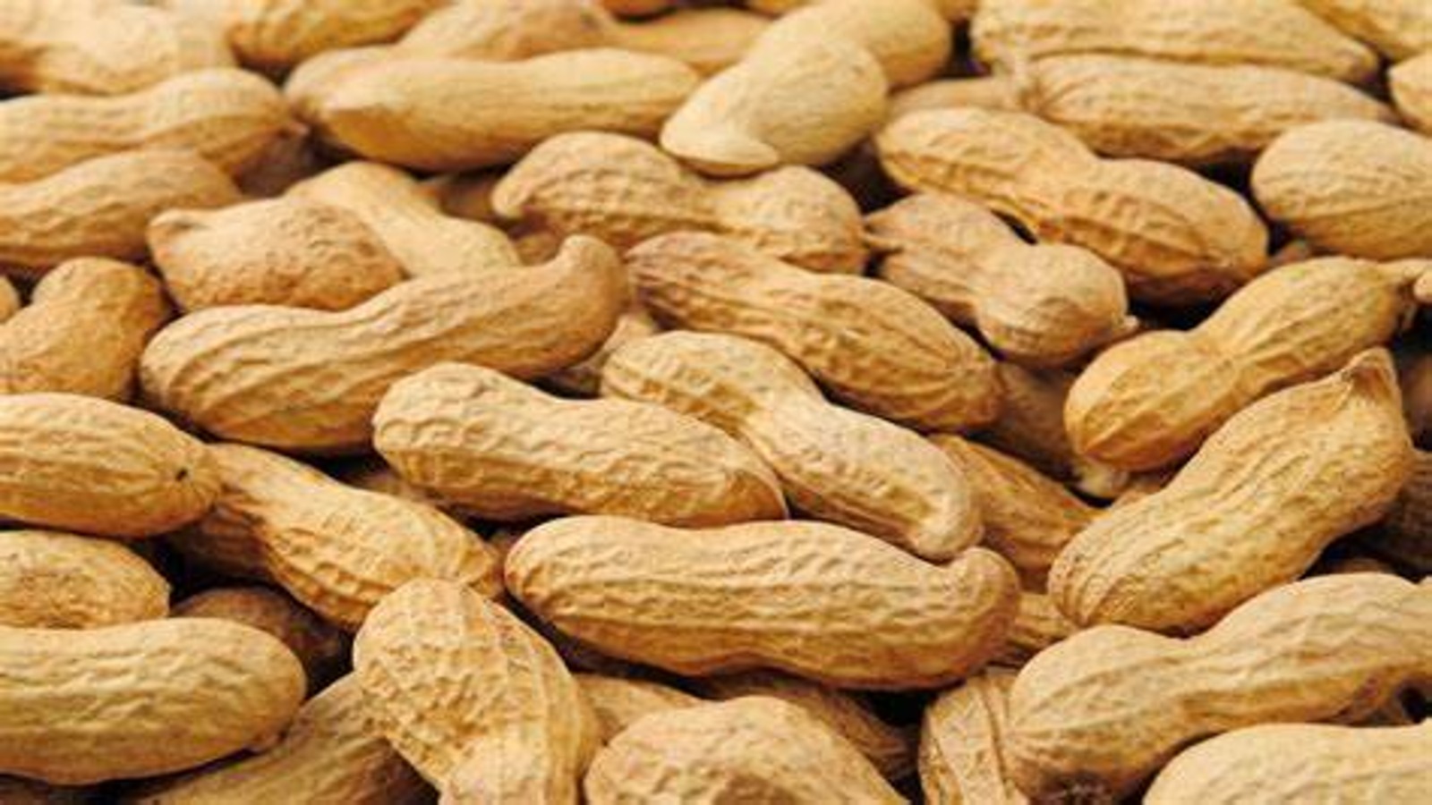 ننگرهار اېکینچیلیک، چارواچیلیک و سووغاریش ریاستی نینگ ایتیشیچه، جاری ییل اوشبو ولایت اۉن اولسواللیگیده ۲۱۵۳ جریب یېرده ممپلی اېکیلگن، معلوماتلرگه کۉره بو یېرلردن چمه‌سی ۱۱۱۵ متریک تُن ممپلی قۉلگه کېلگن.
