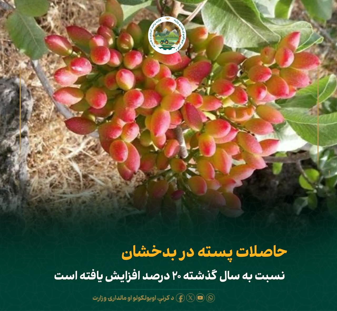 حاصلات پسته در بدخشان نسبت به سال گذشته ۲۰ درصد افزایش یافته است