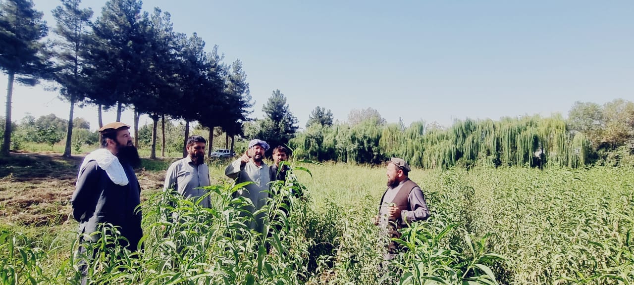 بازدید رئیس زراعت تخار از فارم زراعتی باغ ذخیره شهر تالقان
