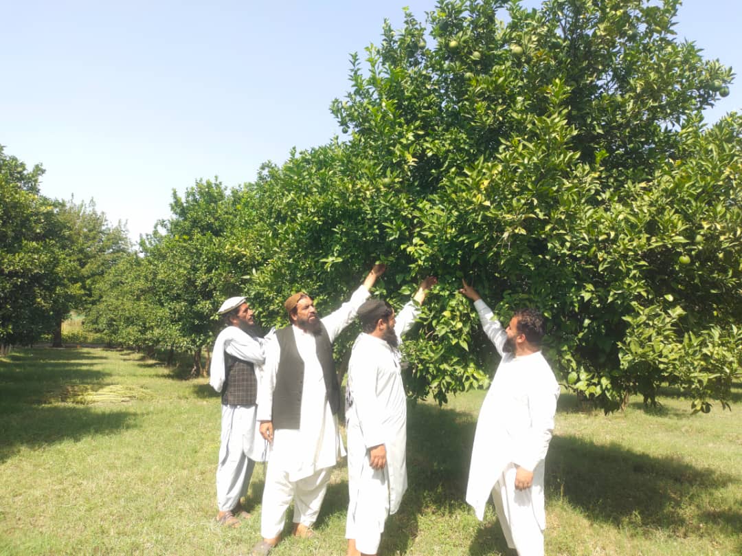 ننګرهار کې لسګونو بزګرانو، بڼوالو او مالدارانو ته مسلکي روزنه ورکړل شوه