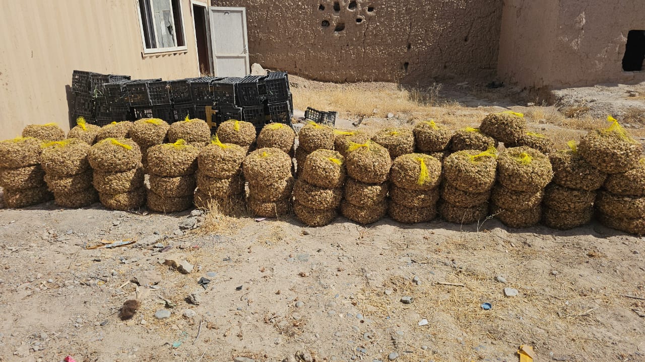 روزګان کې پر ۴۹ بزګرانو د زعفرانو پیاز ووېشل شول