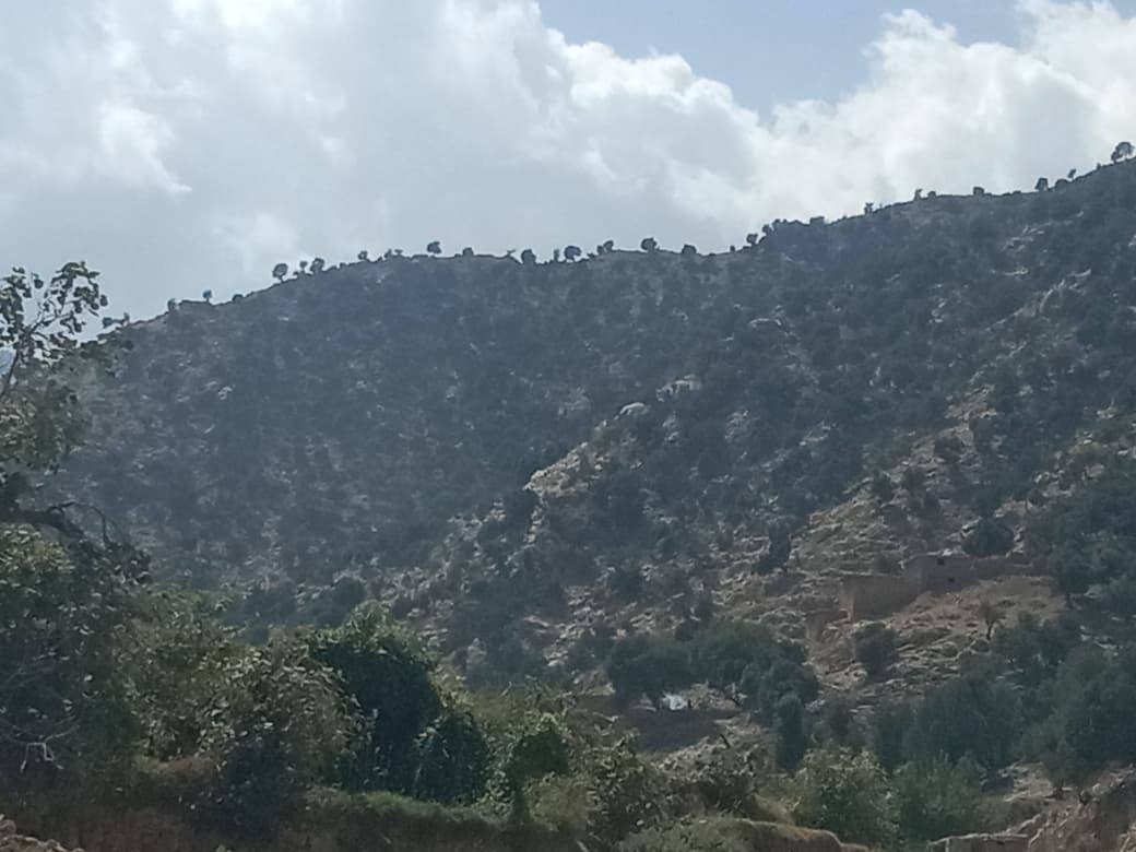د ننګرهار اچین کې د ځنګلونو د ساتنې او غیرقانوني قطعې د مخنیوي په موخه ناسته ترسره شوه ۱۲ تله ۱۴۰۵ هـ.ش ۲۱ رَبِیعُ الْثاني ۱۴۴۸ هـ.ق د ننګرهار د کرنې، اوبو لګولو او مالدارۍ ریاست اړوند د اچین ولسوالی د ځنګلونو مدیریت مسؤلینو د اچین ولسوالی د عبدالخیلو کلي له قومي مشرانو سره د ځنګلونو د ساتنې، د غیرقانوني ونو د قطعې د مخنیوي او د طبیعي زیرمو د خوندي ساتلو په موخه ناسته ترسره کړه. په دې ناسته کې د ځنګلونو د دوامدارې څارنې، د ونو د غیرقانوني قطعې او د لرګیو د ناقانونه انتقال د مخنیوي په اړه لازمې سپارښتنې او م