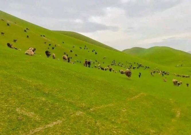 روند سروی و تثبیت چراگاه‌ها در غور آغاز می‌شود؛ رئیس اراضی وزارت زراعت بر شفافیت و دقت در اجرای امور تأکید کرد