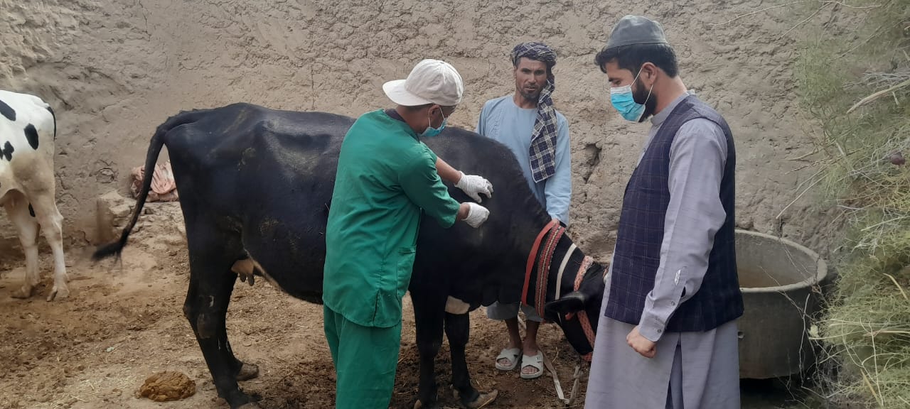نظارت از روند تطبیق ۱۲۰ هزار دوز واکسین بیماری جلدی مواشی در جوزجان