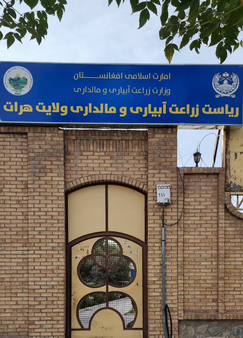 بررسی چالش‌های شرکت‌های تولید جوجه مرغ گوشتی در ولایت هرات