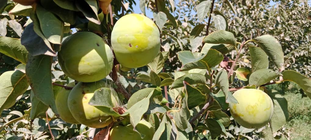 دهلمند په بولان څېړنیز فارم کې د کروندې ورځ ونمانځل شوه