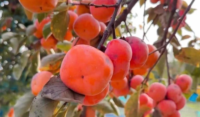 خوست کې د املوکو حاصلات ۱۰ سلنه زیات شوي؛ سږ کال یې تولید ۳۴۲ ټنو ته رسېږي