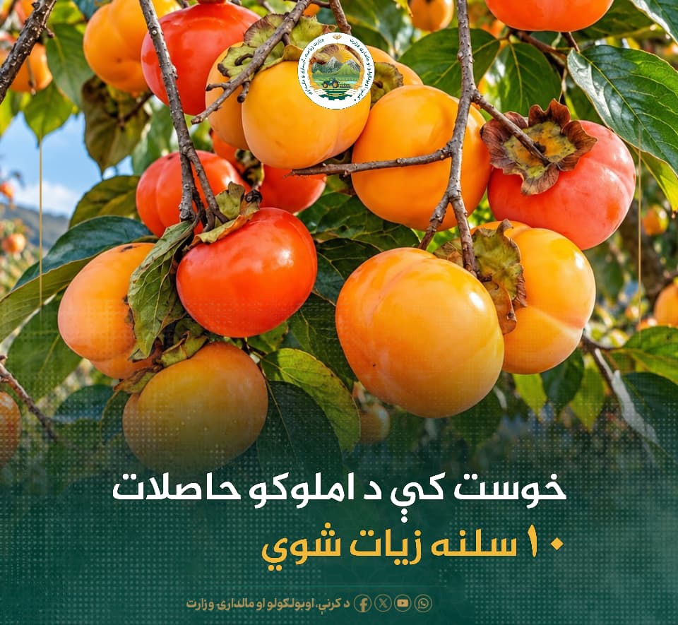 د ورځ مهمی خبری