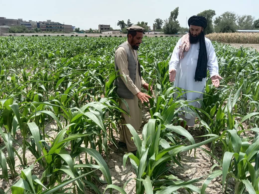 د ننګرهار کرنې ریاست څېړنیز فارم کې پر یوشمېر بوټو څېړنې روانې دي