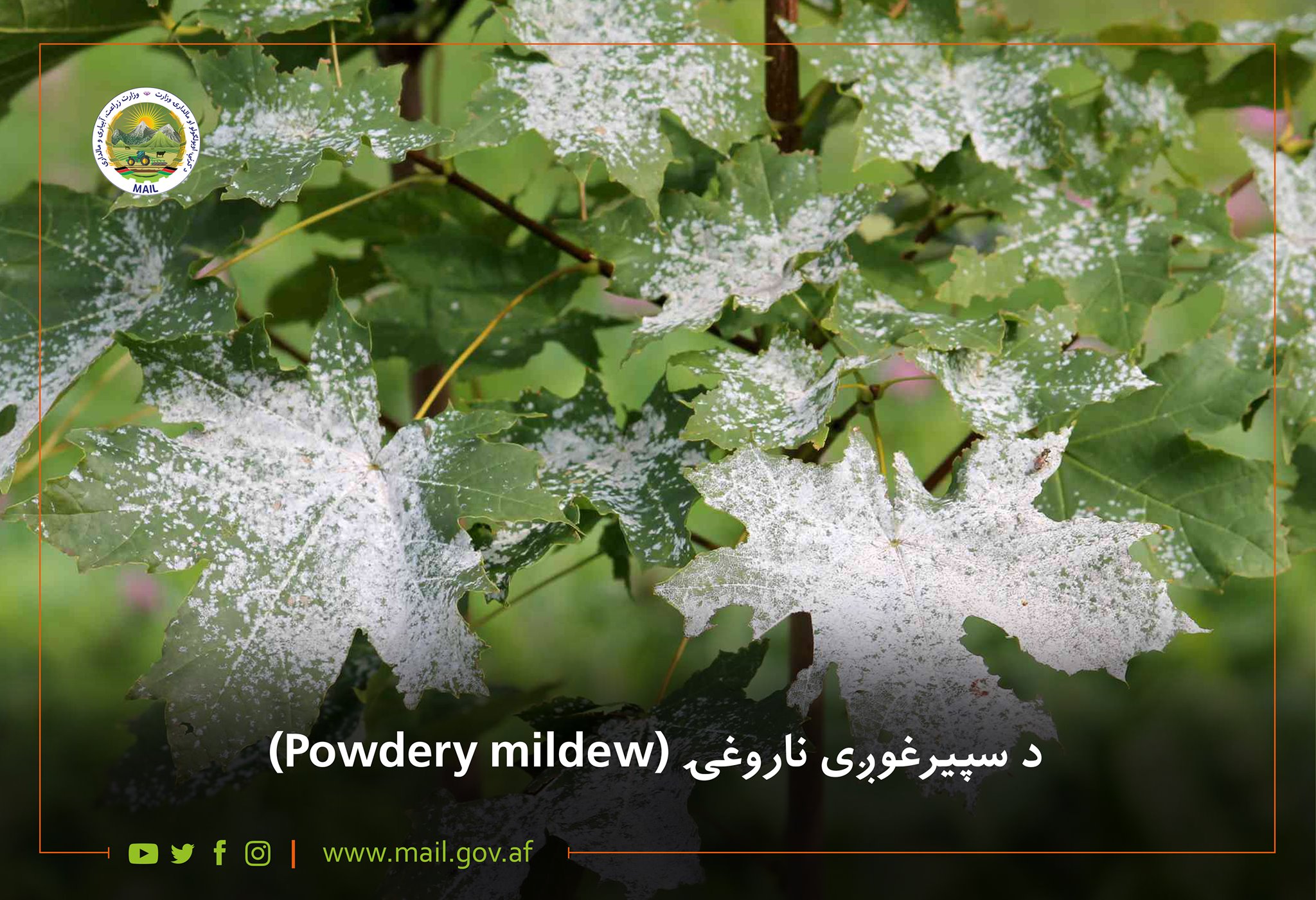 د سپیرغوږی ناروغۍ (Powdery mildew)